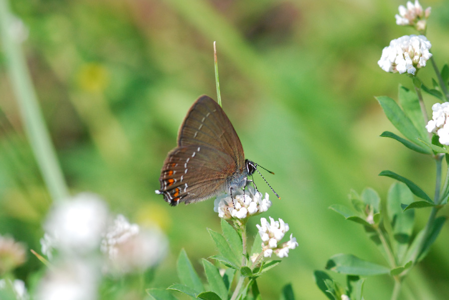 lycenide da identificare